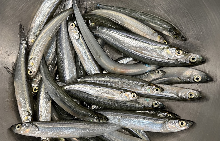 Smelts